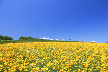 四季彩の丘の花畑