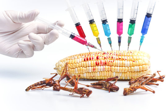 hand injecting chemical into gmo corn with dead grasshoppers