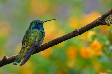Naklejka premium Green Violet Ear Hummingbird