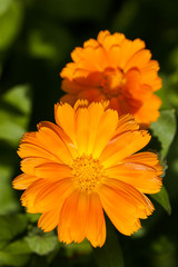 Marigold