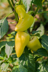 Young peppers