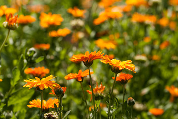 Field of marigolds