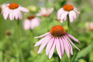 Bee collecting pollen on echinacea flowers - 67432928