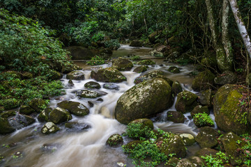 Naklejka na ściany i meble Jungle River at Ilha Grande tropical Island. Rio do Janeiro. Bra
