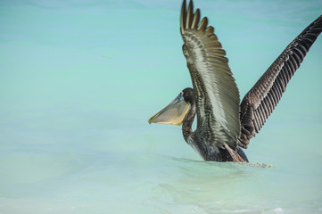 Pelican ready to Fly at White Beach, Colombia.