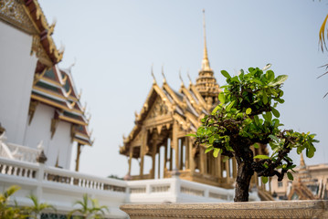 Bonzai Plant at Royal Palce, Bangkok City, Religion, Culture and