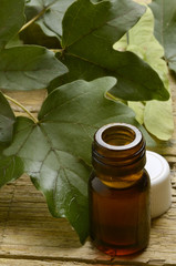 Acer Acero campestre Érable champêtre Feldahorn Клён полевой