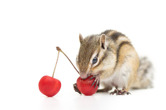 37 件の最適な シベリアシマリス 画像 ストック写真 ベクター Adobe Stock 37 件の最適な シベリアシマリス 画像 ストック写真 ベクター Adobe Stock