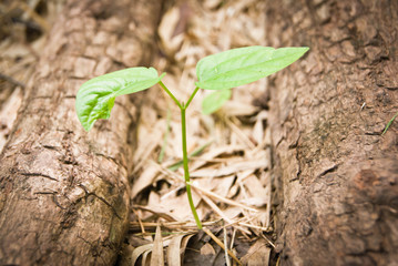 young plant