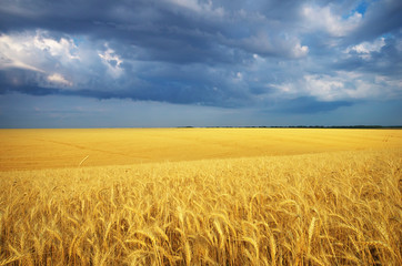 Meadow of wheat
