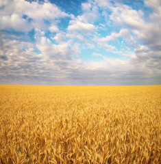 Fototapeta premium Meadow of wheat.