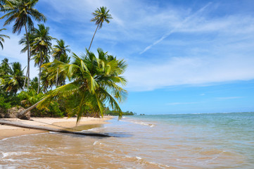 Palm Tree, Blue Lonley Beach Brazil, Salvador Bahia