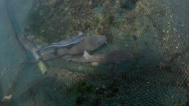 Brownbanded bamboo sharks in ocean nursery cage