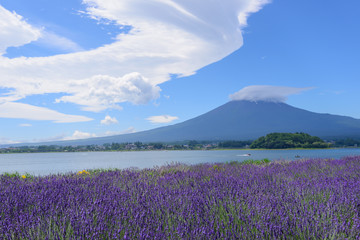 Fototapeta na wymiar Mt. Fuji and Lavender at Lakeside of Kawaguchi