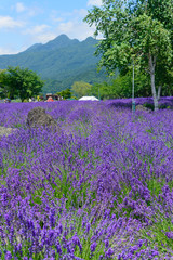 Obraz premium Lawenda w parku Yagisaki w Lakeside of Kawaguchi