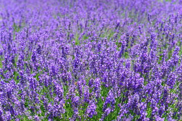 Naklejka premium Lawenda w parku Yagisaki w Lakeside of Kawaguchi