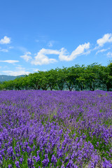 Lavender in the Yagisaki Park at Lakeside of Kawaguchi