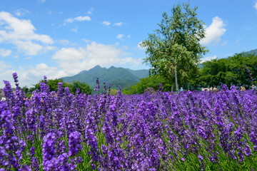 Fototapeta premium Lawenda w parku Yagisaki w Lakeside Kawaguchi
