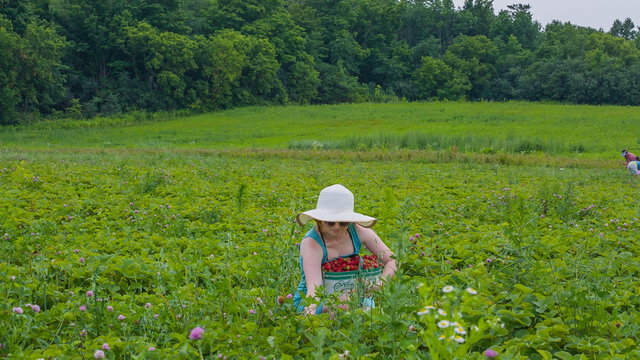 Woman in straw hat picking strawberry on a farm