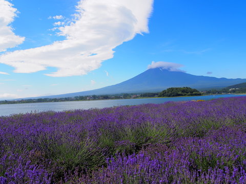Mt. Fuji and Lavender at Lakeside of Kawaguchi