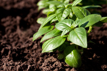 The ridge with the green basil
