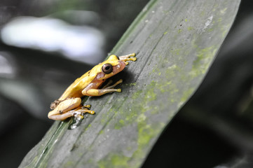 Poisonous Yellow Frog