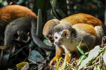 Obraz premium Titi Monkeys Playing
