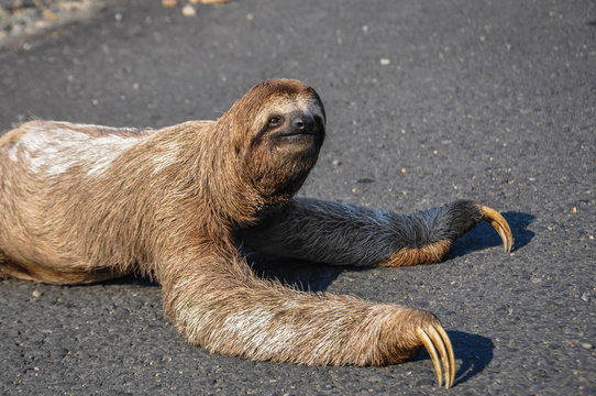 Sloth crossing a Road at Costa Rica.