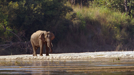 Fototapeta premium Wild Asian Elephant in Bardia, Nepal