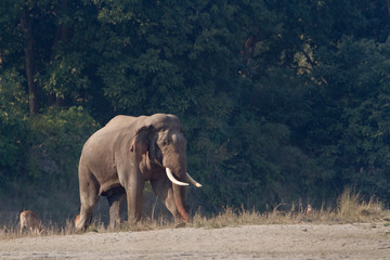 Obraz premium Wild Asian Elephant in Bardia, Nepal