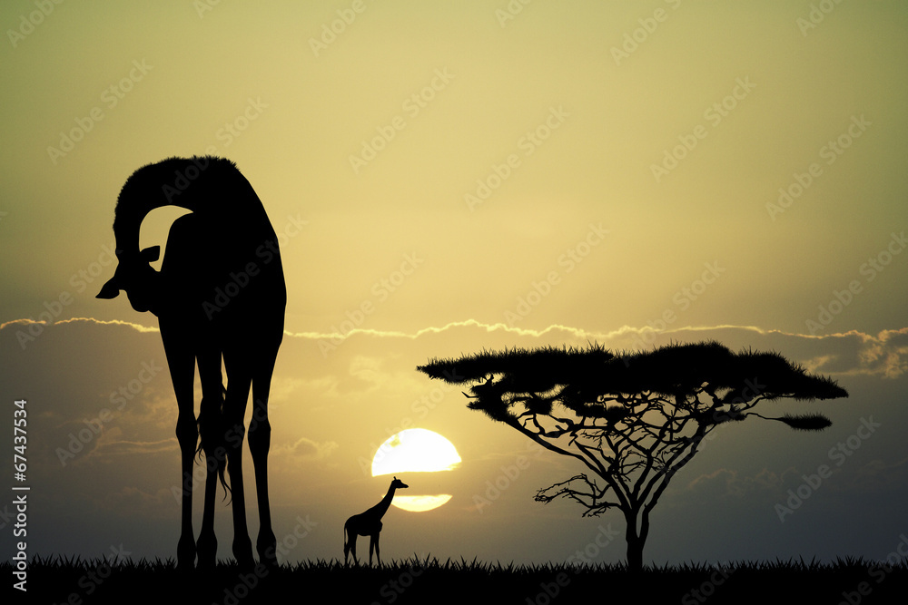 Wall mural Giraffe at sunset