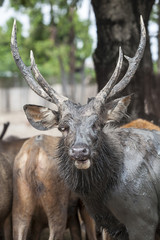 deer horn male