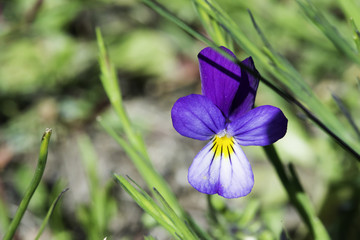 Violet flower and green leaves