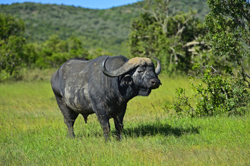 Fototapeta premium Buffaloes