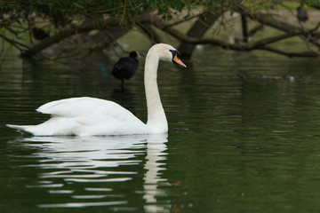 Mute Swan, Cygnus olor