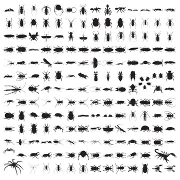 Hundreds Real Beetles and Insects Silhouettes