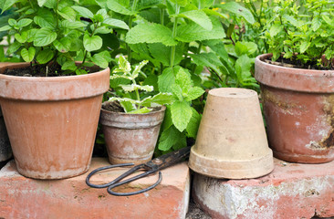 gardening