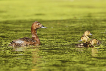 Common Pochard, Pochard, Aythya ferina