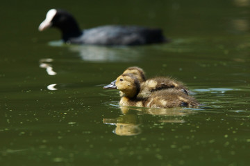 Common Pochard, Pochard, Aythya ferina