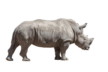 Rhino isolated on white