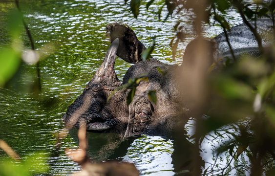 Rhino taking a bath in the river