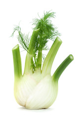 Fresh fennel isolated on white background.