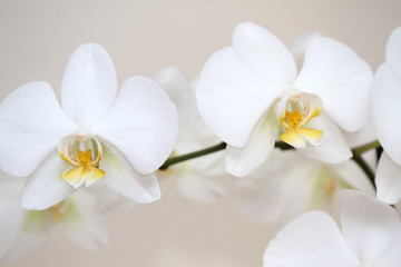 Fototapeta na wymiar Beautiful white orchid, macro shot 