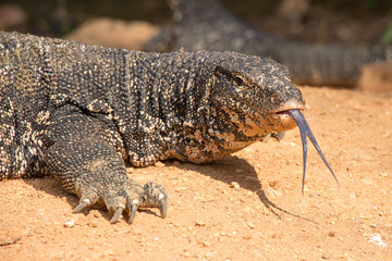 Waran gespaltene Zunge, Sri Lanka