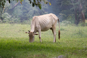 Holy cow, Polonnaruw, Sri Lanka