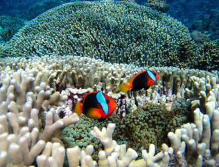 Naklejka na ściany i meble Nemo Fish on the Great Barrier Reef