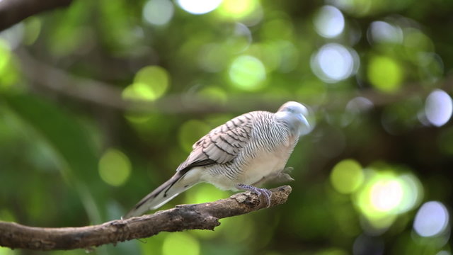 Zebra dove (Geopelia striata) or barred ground dove