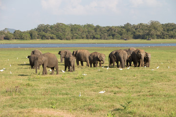 Naklejka na ściany i meble Elefant, Minneriya National Park, Sri Lanka