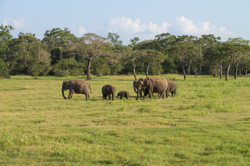 Fototapeta na wymiar Elefant, Minneriya National Park, Sri Lanka