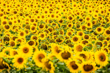 Sonnenblumen